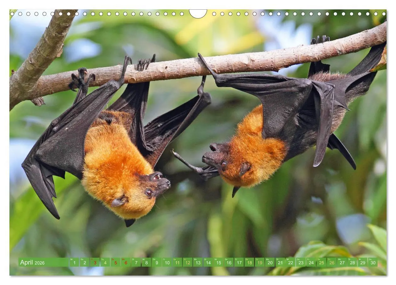 Bild: 9783457412282 | Flughunde: Vegetarische Drachenflieger (Wandkalender 2026 DIN A3...