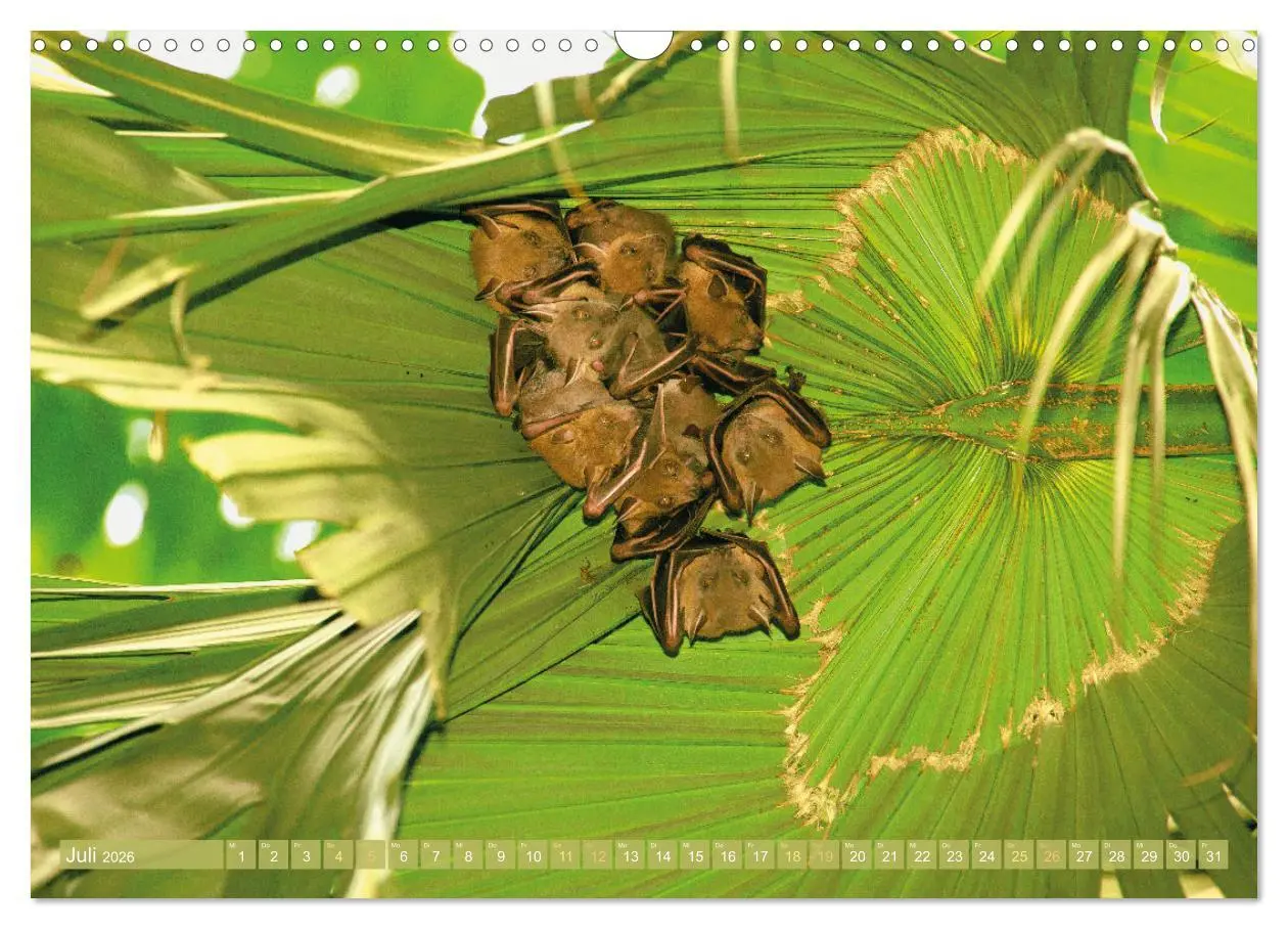 Bild: 9783457412282 | Flughunde: Vegetarische Drachenflieger (Wandkalender 2026 DIN A3...