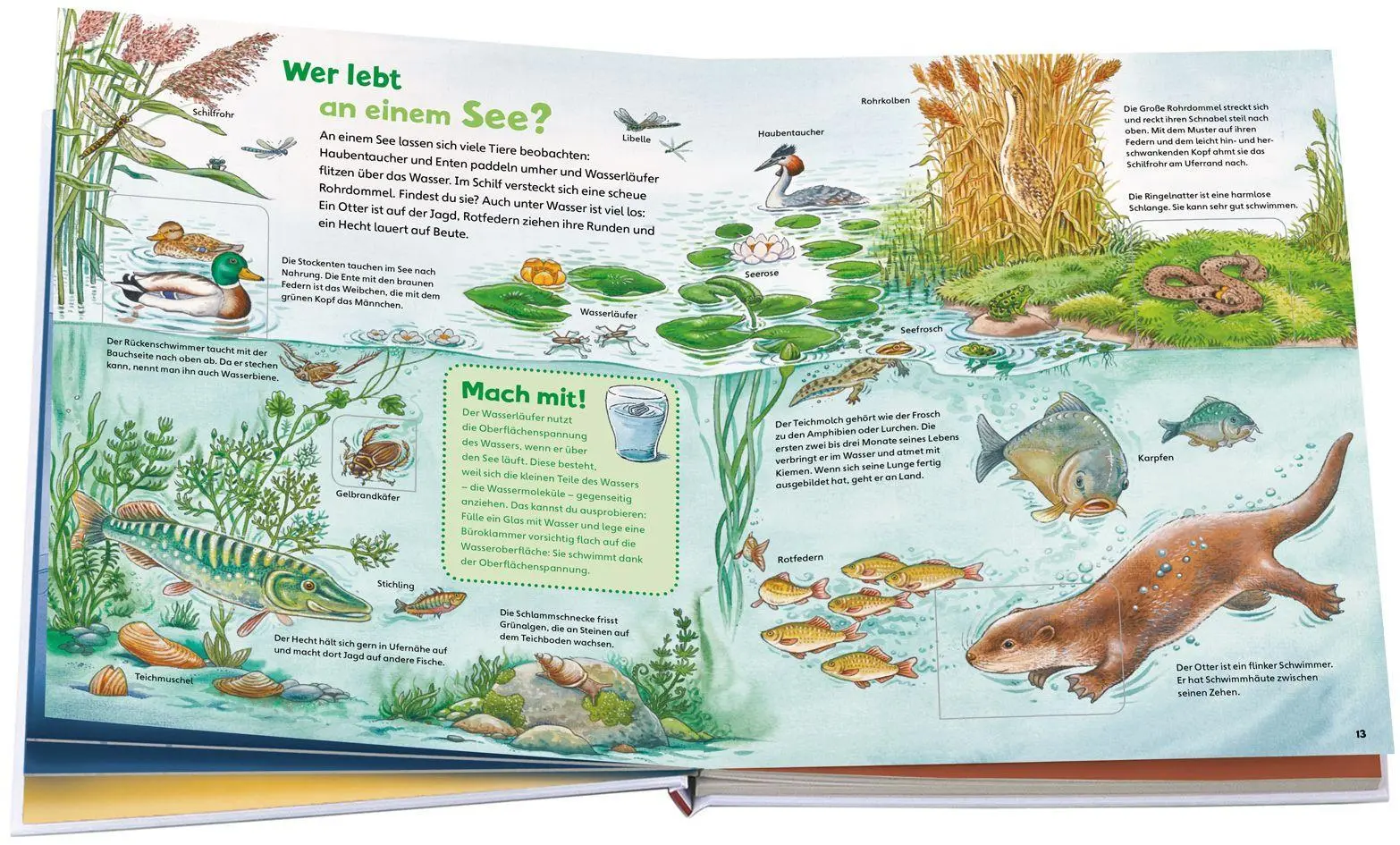 Bild: 9783788622282 | WAS IST WAS Junior Entdecke die Natur | Christina Braun | Buch | 26 S.