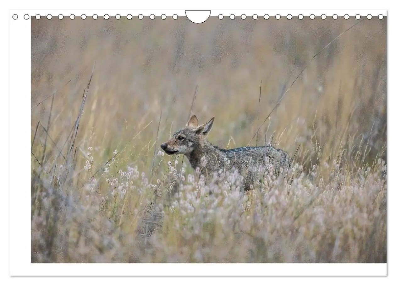 Bild: 9783383842382 | Wölfe, Impressionen aus der Lausitz (Wandkalender 2025 DIN A4...
