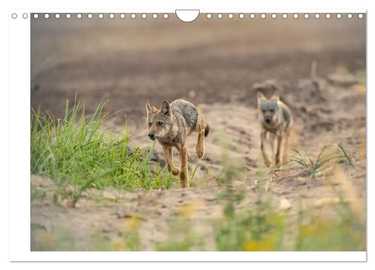 Bild: 9783383842382 | Wölfe, Impressionen aus der Lausitz (Wandkalender 2025 DIN A4...