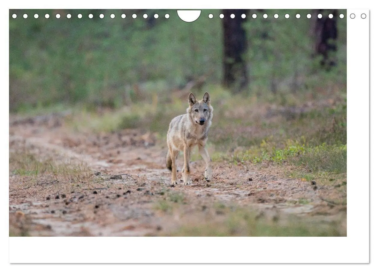 Bild: 9783383842382 | Wölfe, Impressionen aus der Lausitz (Wandkalender 2025 DIN A4...