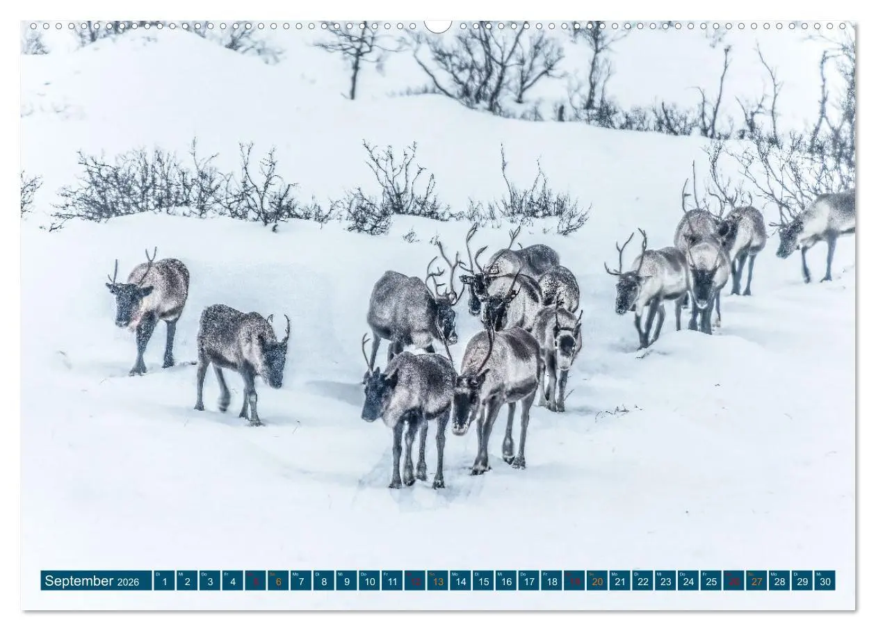 Bild: 9783457492482 | Von Tromsö nach Sommaroy - Winter in Norwegen (Wandkalender 2026...
