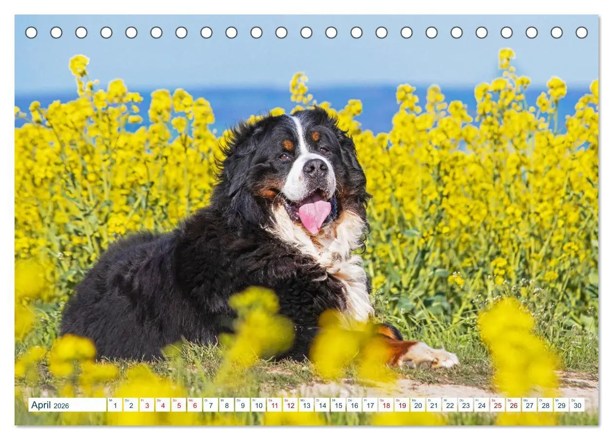 Bild: 9783457632482 | Berner Sennenhund - Ein Traum auf vier Pfoten (Tischkalender 2026...