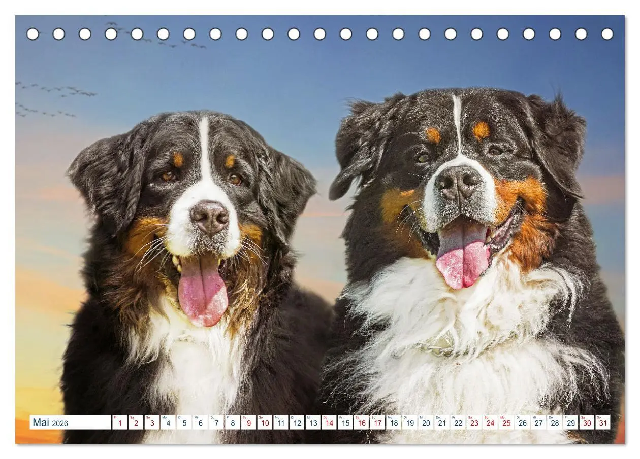 Bild: 9783457632482 | Berner Sennenhund - Ein Traum auf vier Pfoten (Tischkalender 2026...