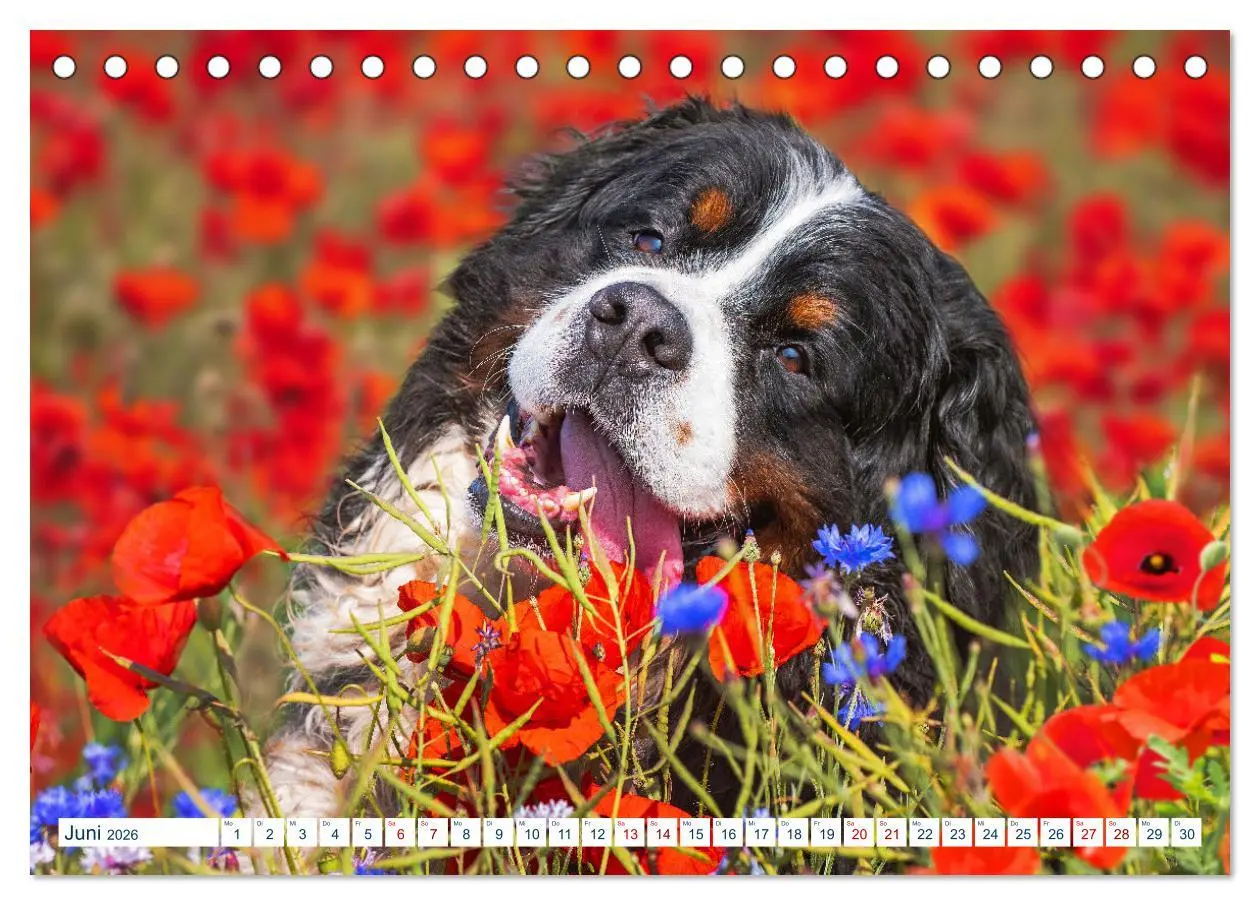 Bild: 9783457632482 | Berner Sennenhund - Ein Traum auf vier Pfoten (Tischkalender 2026...