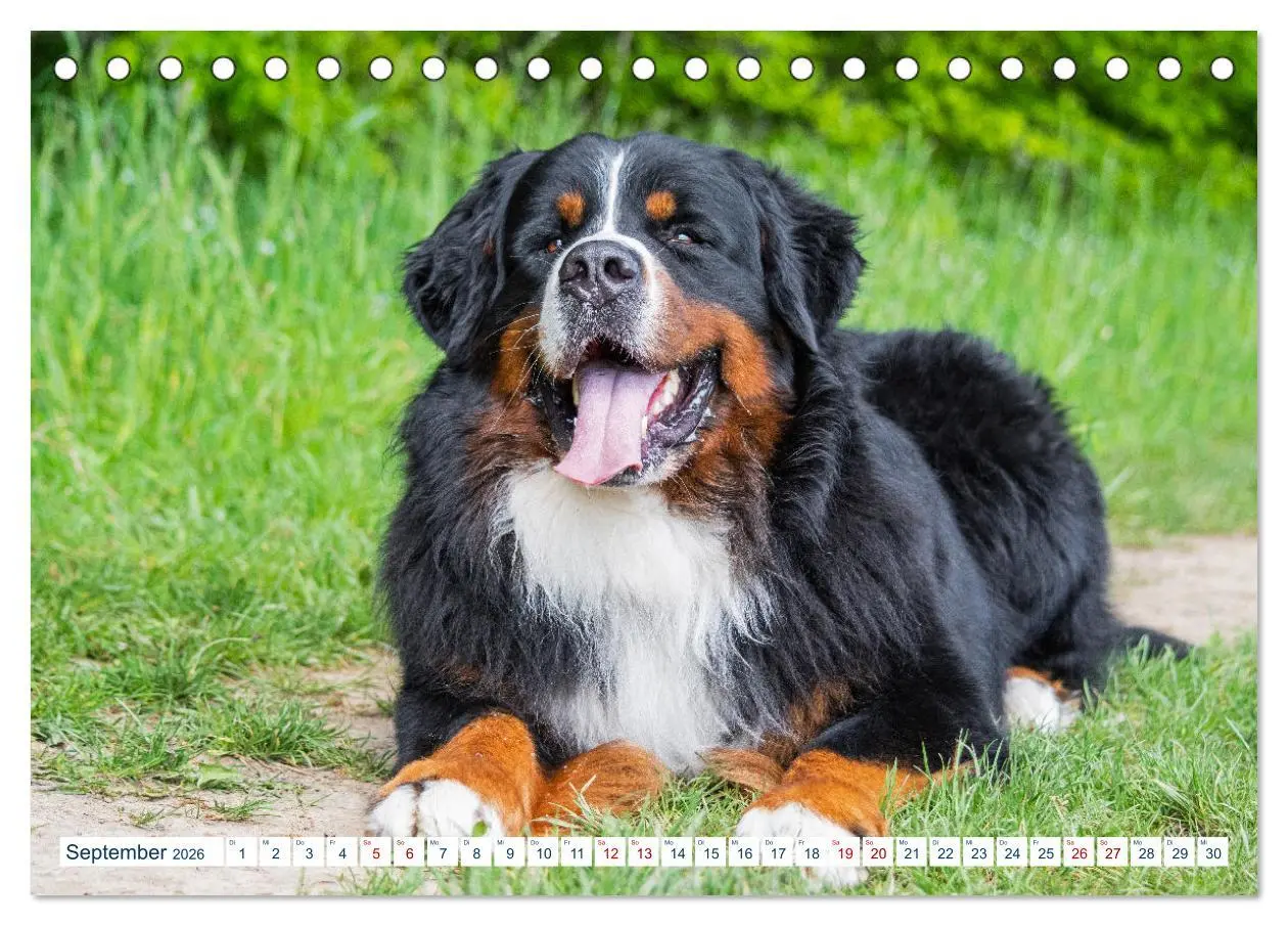 Bild: 9783457632482 | Berner Sennenhund - Ein Traum auf vier Pfoten (Tischkalender 2026...