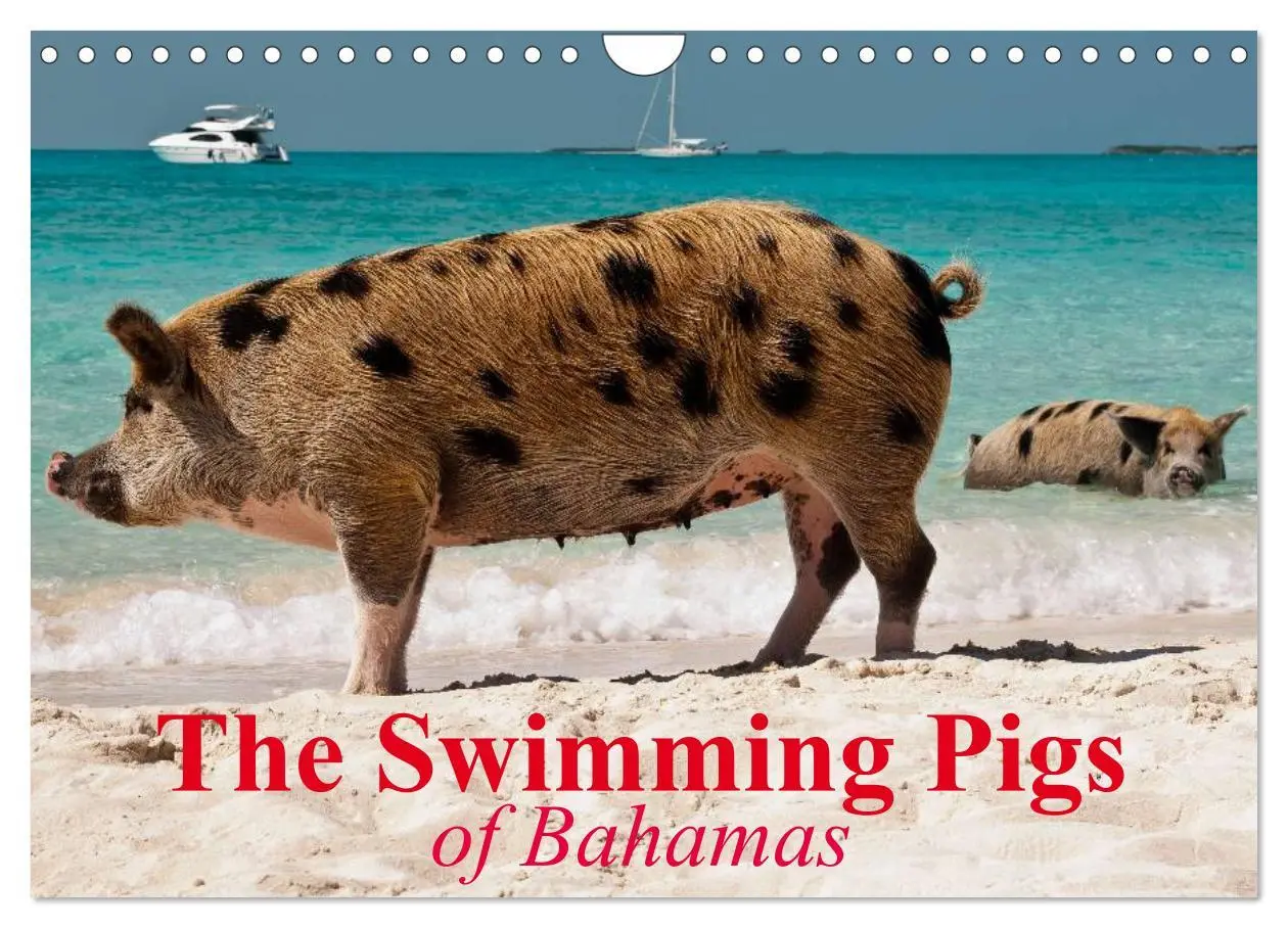 Cover: 9783516582482 | The Swimming Pigs of Bahamas (Wall Calendar 2026 DIN A4 landscape),...