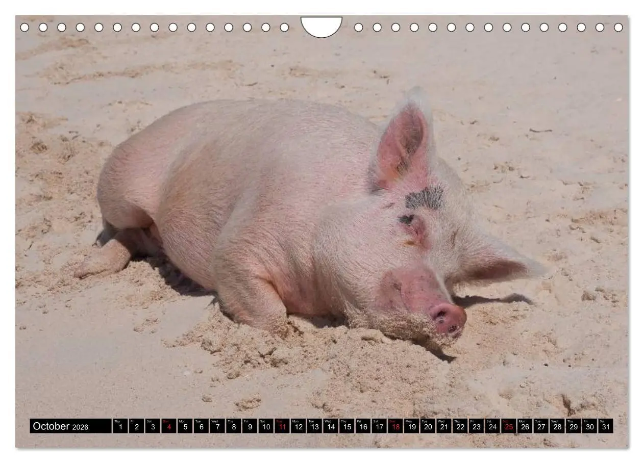 Bild: 9783516582482 | The Swimming Pigs of Bahamas (Wall Calendar 2026 DIN A4 landscape),...