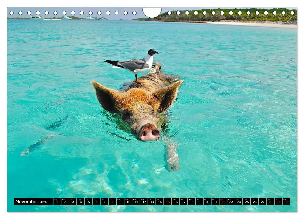 Bild: 9783516582482 | The Swimming Pigs of Bahamas (Wall Calendar 2026 DIN A4 landscape),...