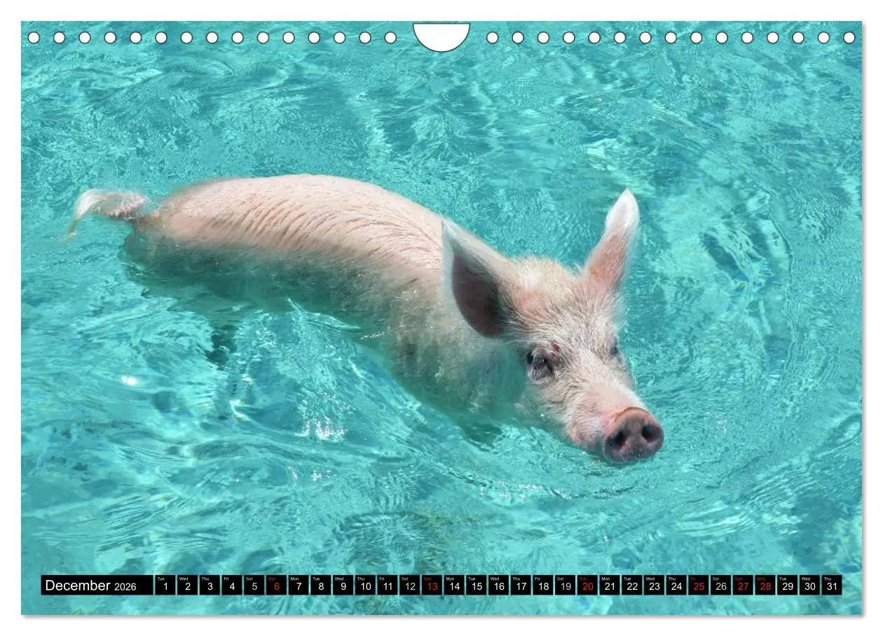 Bild: 9783516582482 | The Swimming Pigs of Bahamas (Wall Calendar 2026 DIN A4 landscape),...