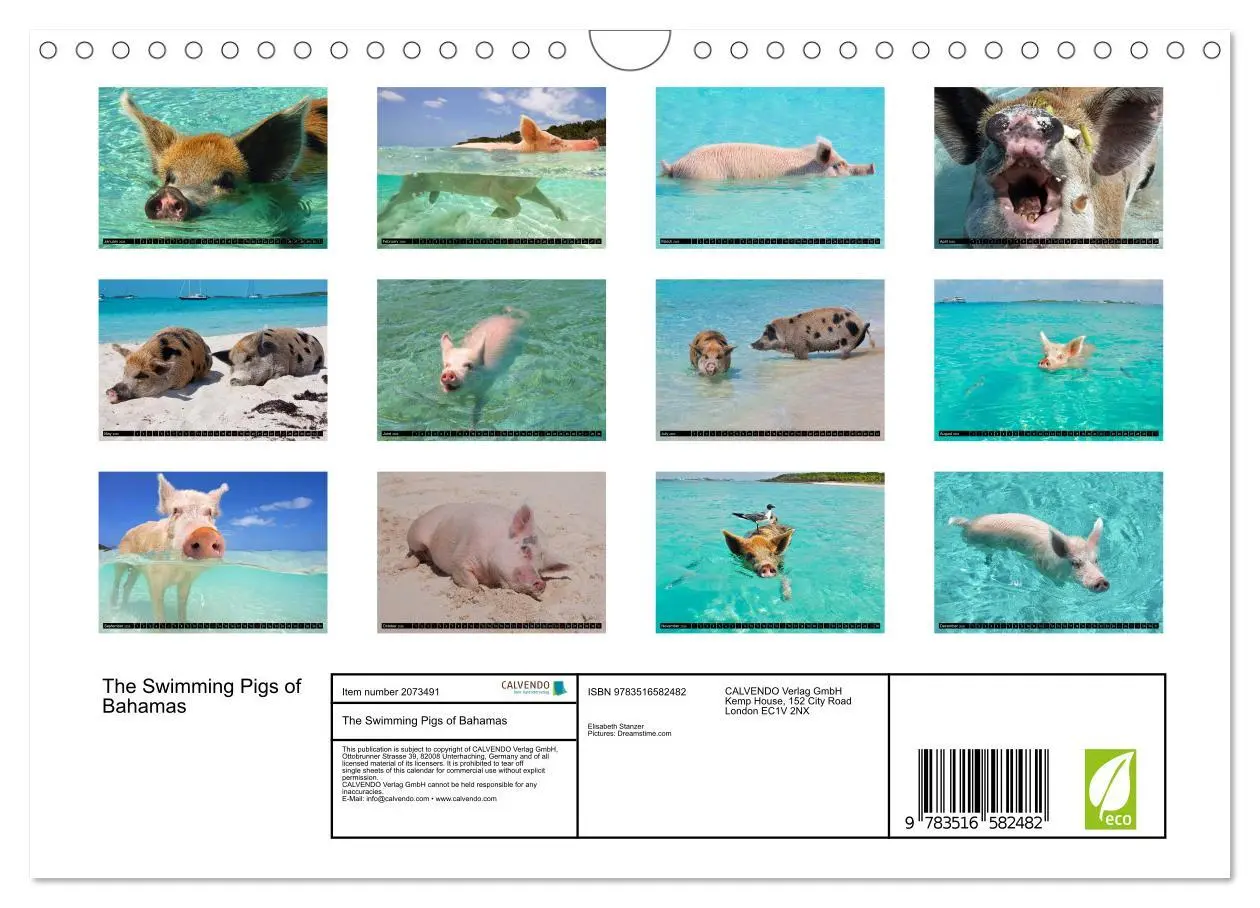 Bild: 9783516582482 | The Swimming Pigs of Bahamas (Wall Calendar 2026 DIN A4 landscape),...