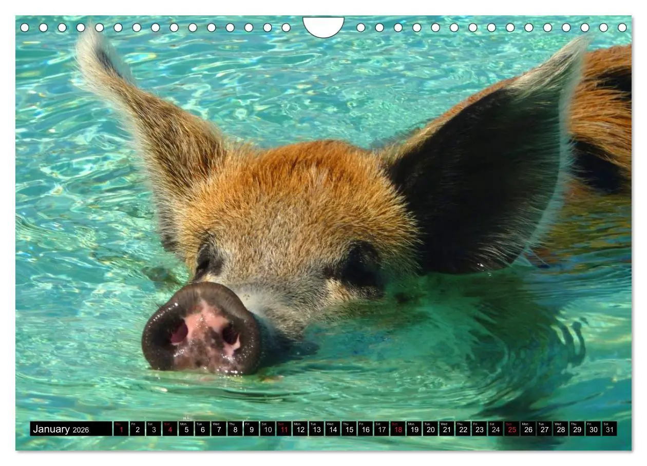 Bild: 9783516582482 | The Swimming Pigs of Bahamas (Wall Calendar 2026 DIN A4 landscape),...