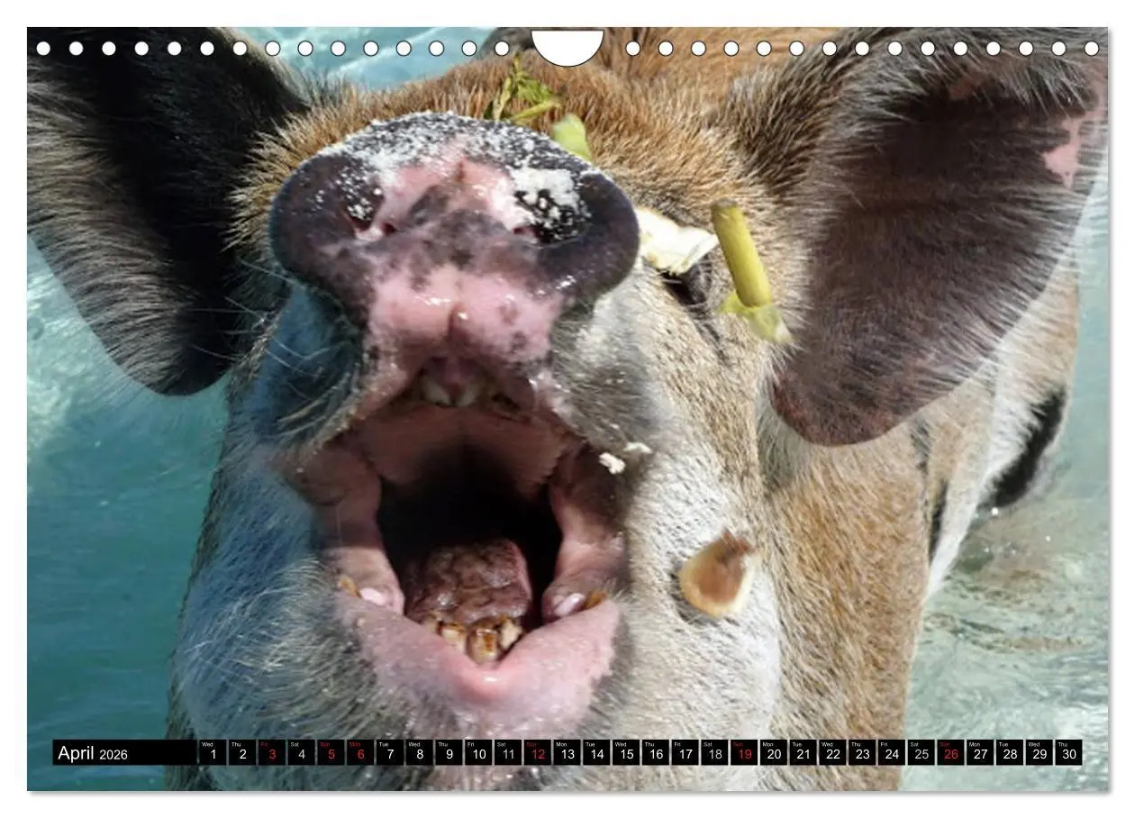 Bild: 9783516582482 | The Swimming Pigs of Bahamas (Wall Calendar 2026 DIN A4 landscape),...