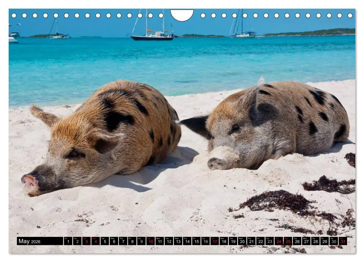 Bild: 9783516582482 | The Swimming Pigs of Bahamas (Wall Calendar 2026 DIN A4 landscape),...