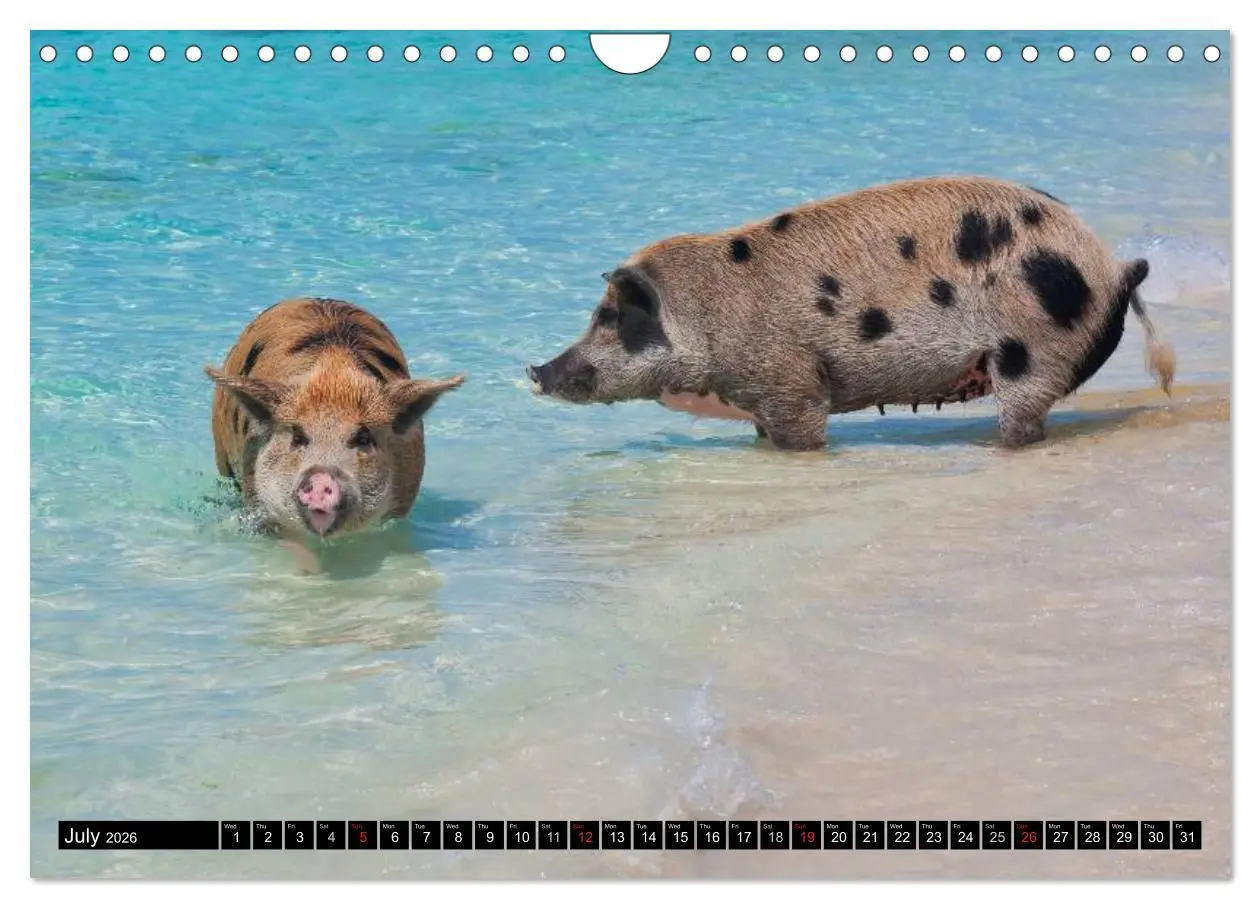 Bild: 9783516582482 | The Swimming Pigs of Bahamas (Wall Calendar 2026 DIN A4 landscape),...