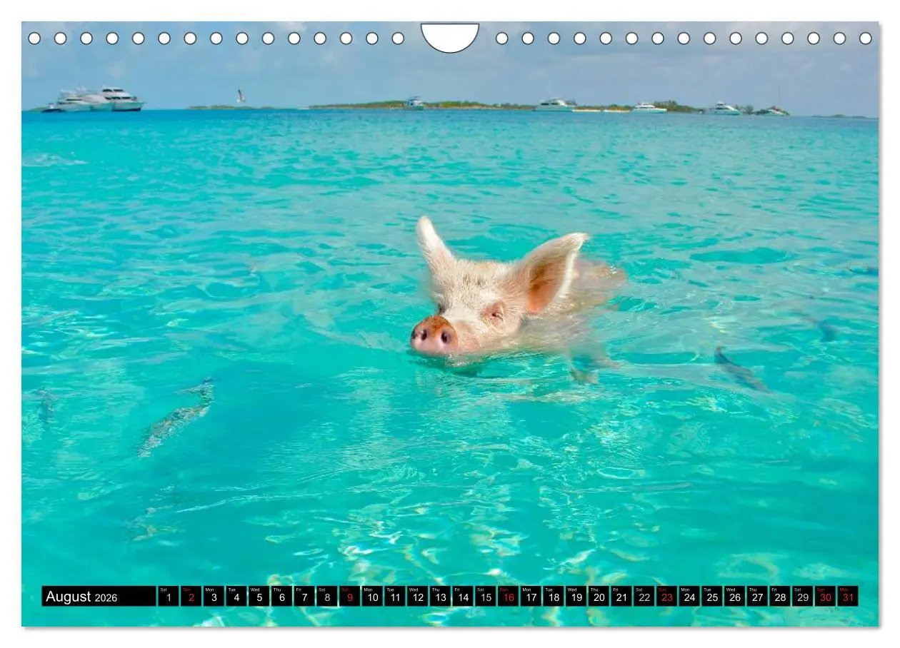 Bild: 9783516582482 | The Swimming Pigs of Bahamas (Wall Calendar 2026 DIN A4 landscape),...