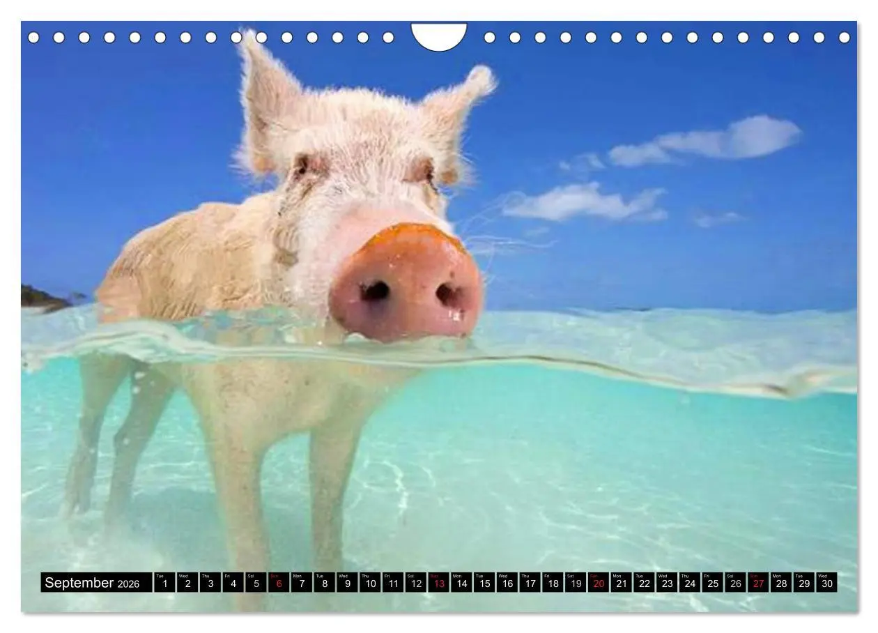 Bild: 9783516582482 | The Swimming Pigs of Bahamas (Wall Calendar 2026 DIN A4 landscape),...