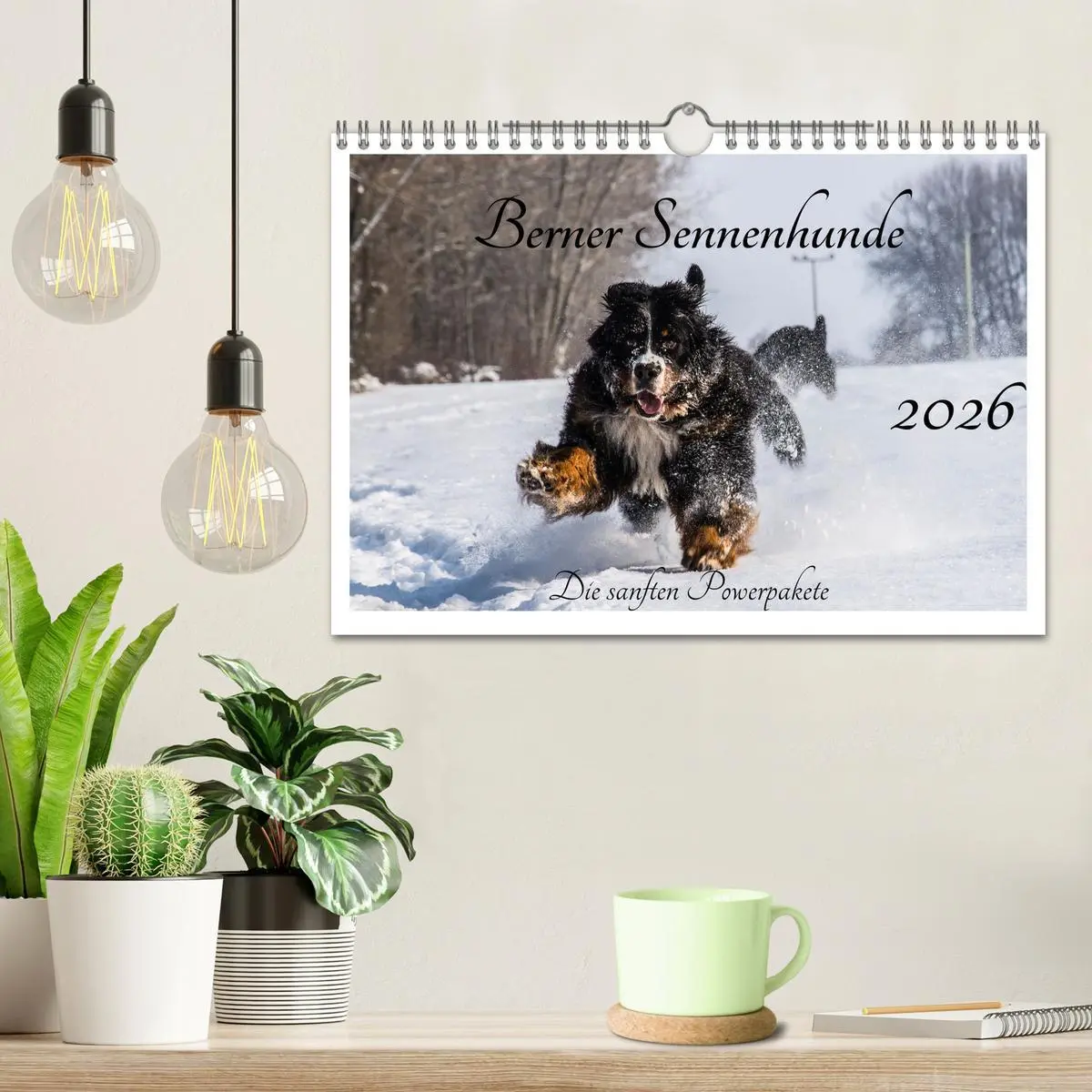 Bild: 9783457552582 | Berner Sennenhunde - Die sanften Powerpakete (Wandkalender 2026 DIN...