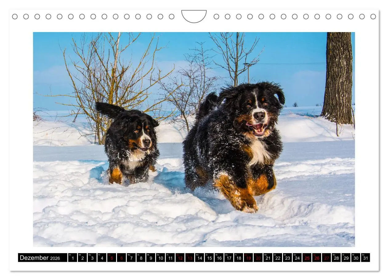 Bild: 9783457552582 | Berner Sennenhunde - Die sanften Powerpakete (Wandkalender 2026 DIN...