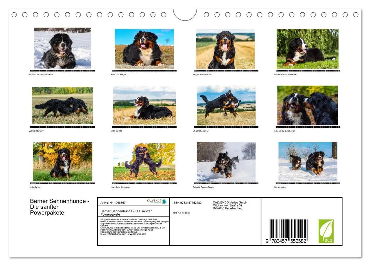 Bild: 9783457552582 | Berner Sennenhunde - Die sanften Powerpakete (Wandkalender 2026 DIN...