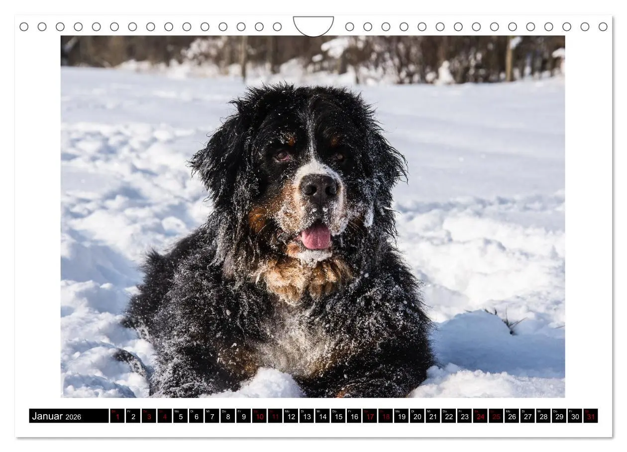 Bild: 9783457552582 | Berner Sennenhunde - Die sanften Powerpakete (Wandkalender 2026 DIN...