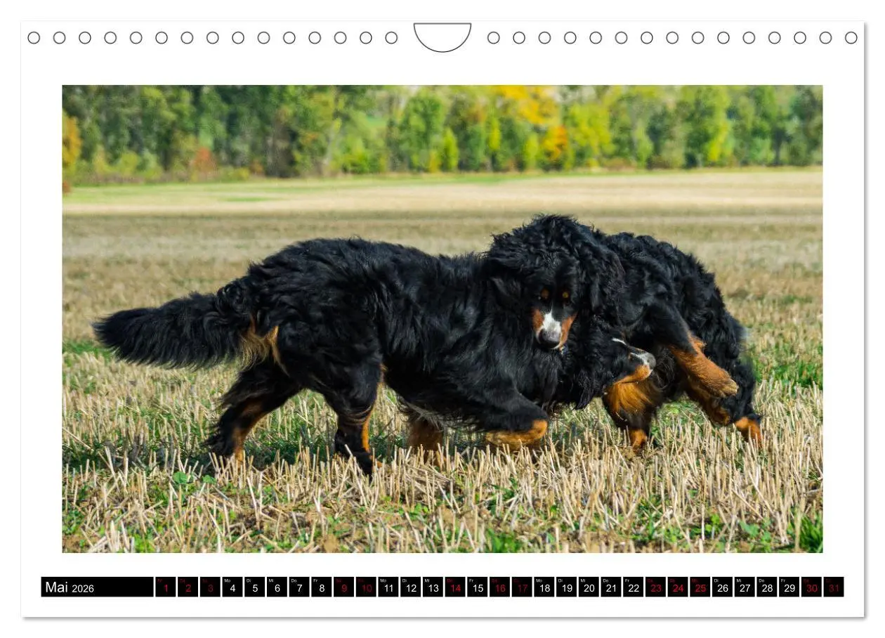 Bild: 9783457552582 | Berner Sennenhunde - Die sanften Powerpakete (Wandkalender 2026 DIN...