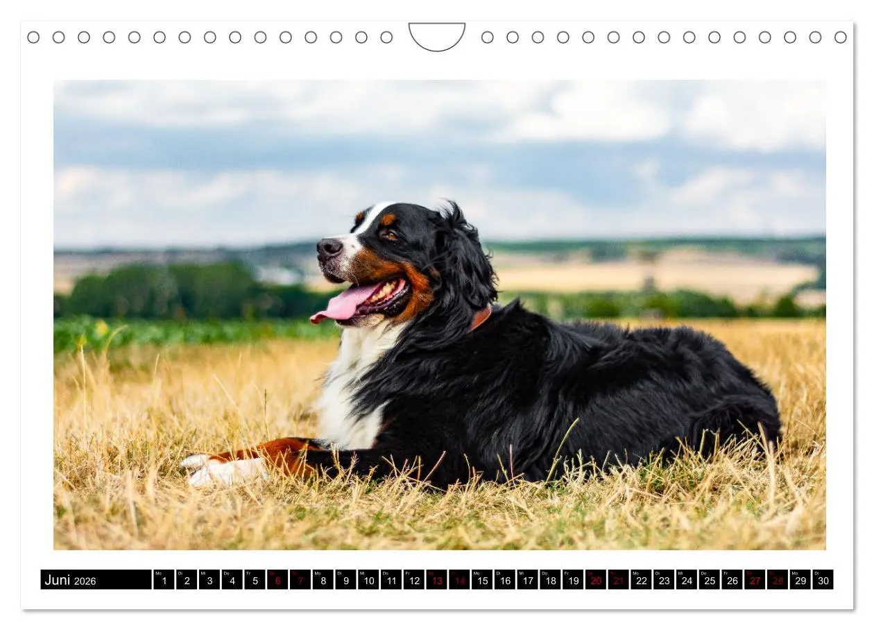 Bild: 9783457552582 | Berner Sennenhunde - Die sanften Powerpakete (Wandkalender 2026 DIN...