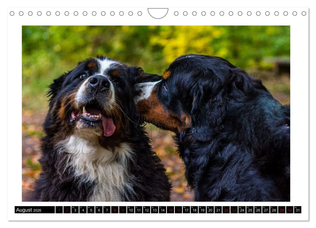 Bild: 9783457552582 | Berner Sennenhunde - Die sanften Powerpakete (Wandkalender 2026 DIN...