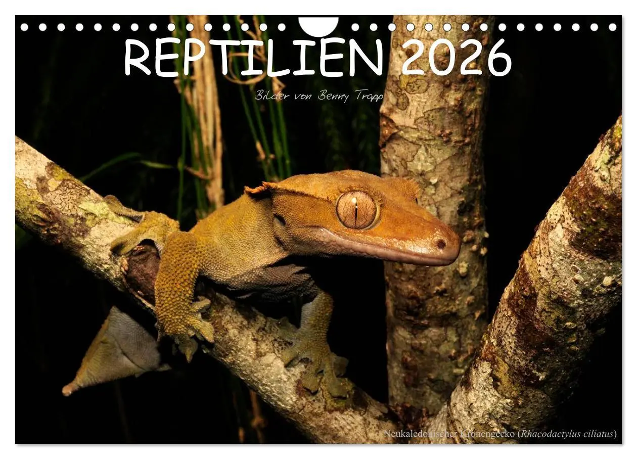Cover: 9783516172782 | REPTILIEN (Wandkalender 2026 DIN A4 quer), CALVENDO Monatskalender
