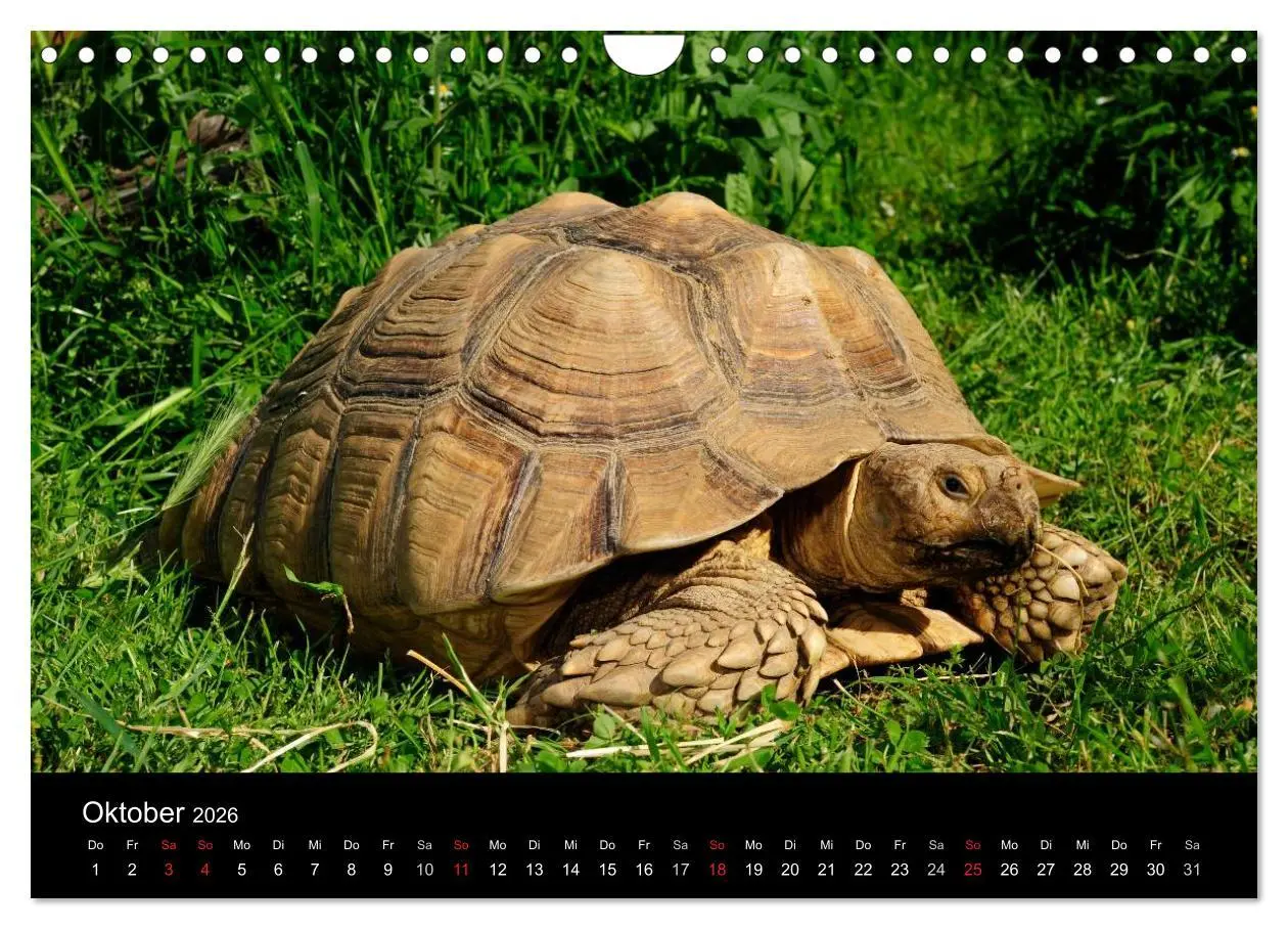 Bild: 9783516172782 | REPTILIEN (Wandkalender 2026 DIN A4 quer), CALVENDO Monatskalender