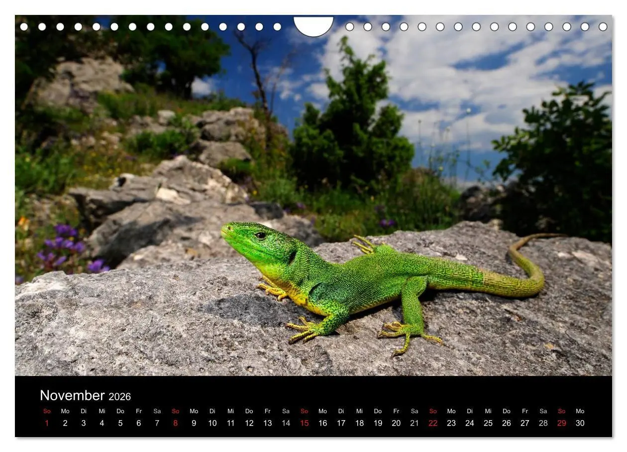 Bild: 9783516172782 | REPTILIEN (Wandkalender 2026 DIN A4 quer), CALVENDO Monatskalender