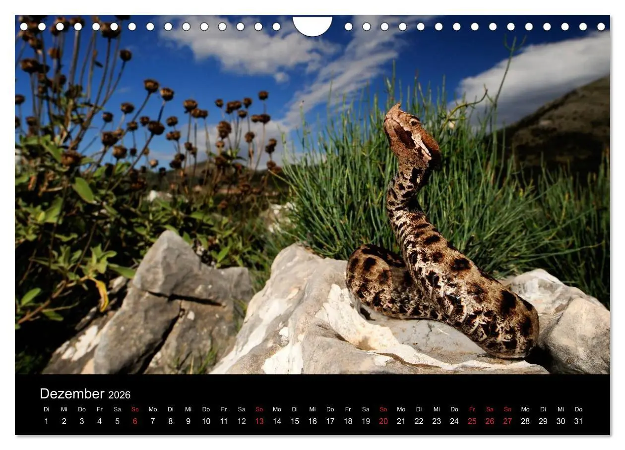 Bild: 9783516172782 | REPTILIEN (Wandkalender 2026 DIN A4 quer), CALVENDO Monatskalender
