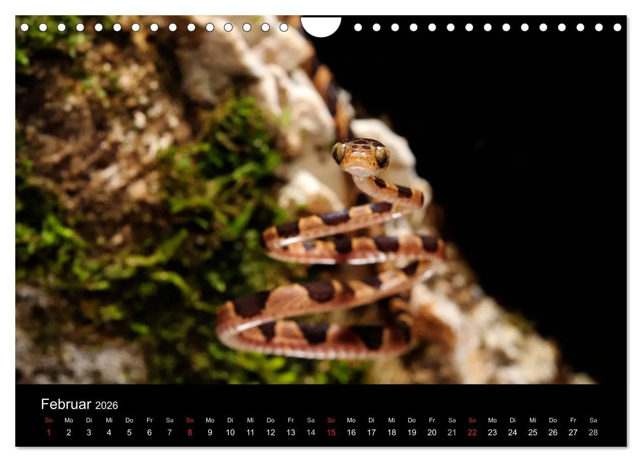 Bild: 9783516172782 | REPTILIEN (Wandkalender 2026 DIN A4 quer), CALVENDO Monatskalender