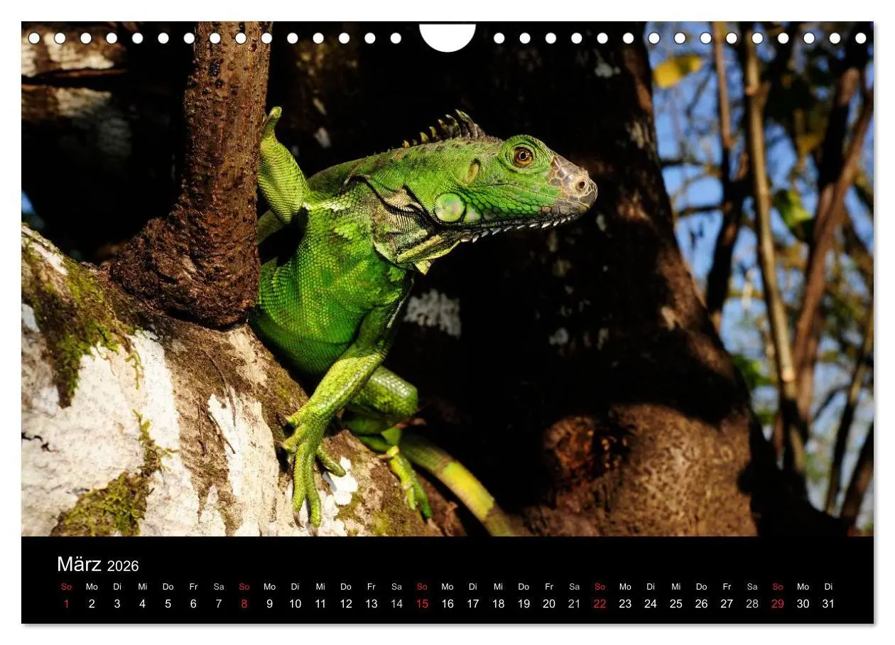 Bild: 9783516172782 | REPTILIEN (Wandkalender 2026 DIN A4 quer), CALVENDO Monatskalender