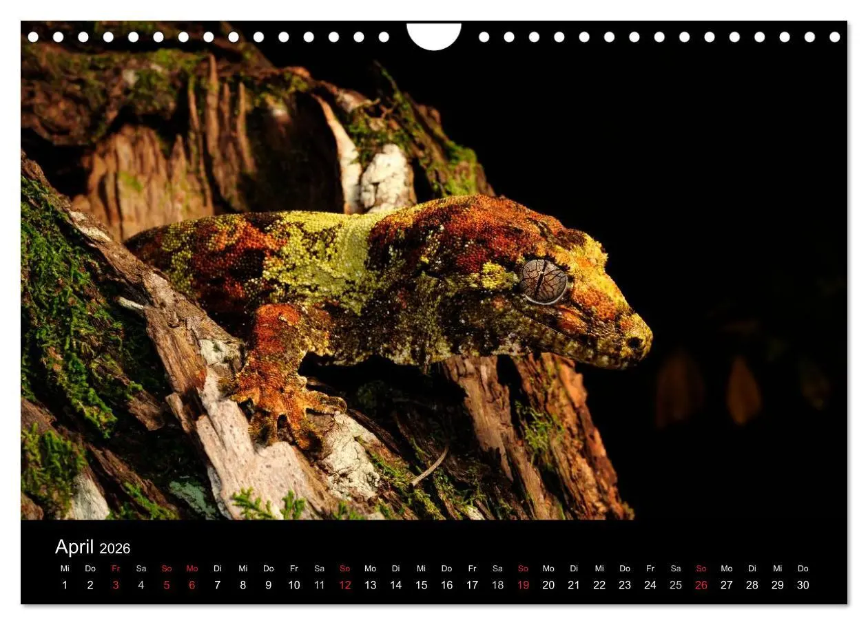Bild: 9783516172782 | REPTILIEN (Wandkalender 2026 DIN A4 quer), CALVENDO Monatskalender