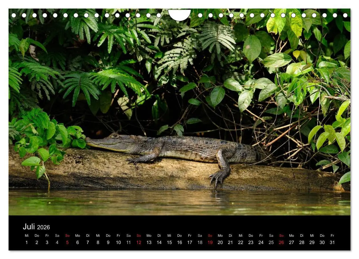 Bild: 9783516172782 | REPTILIEN (Wandkalender 2026 DIN A4 quer), CALVENDO Monatskalender