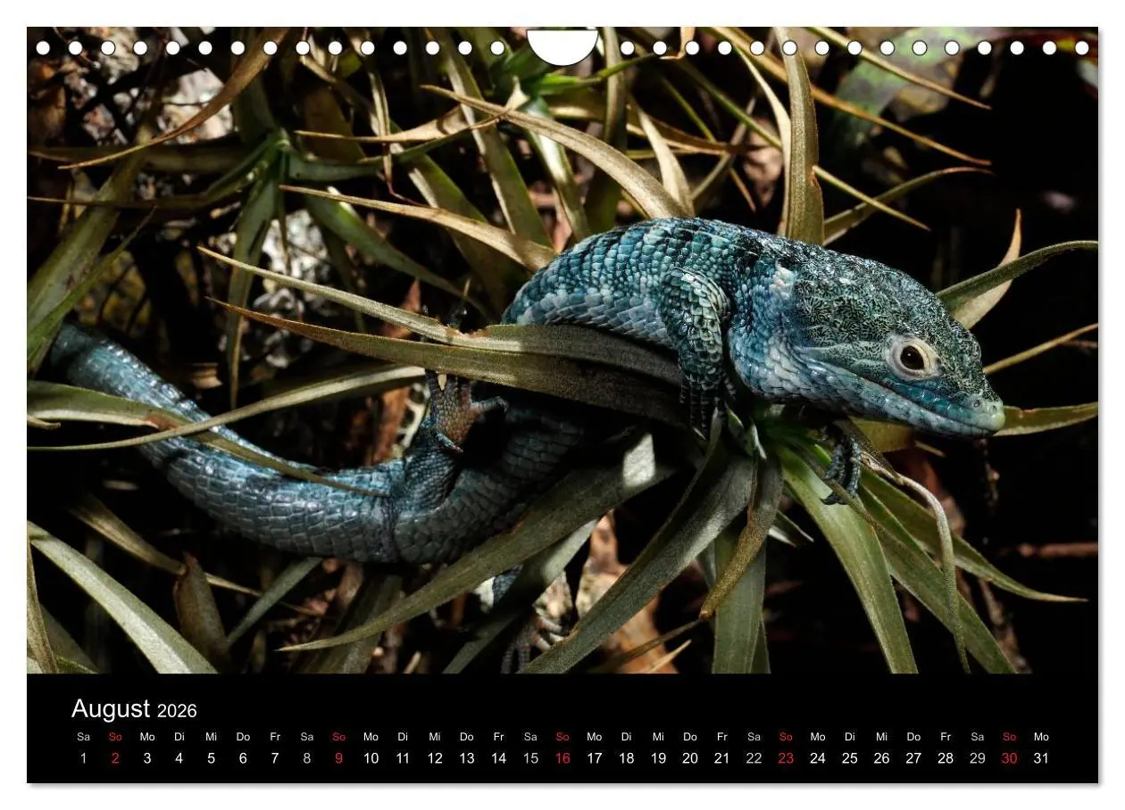 Bild: 9783516172782 | REPTILIEN (Wandkalender 2026 DIN A4 quer), CALVENDO Monatskalender