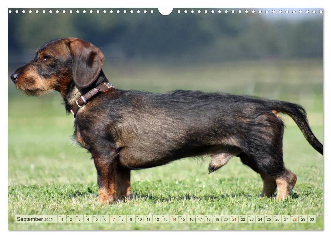 Bild: 9783435742882 | Liebenswerte Rabauken Rauhaardackel / CH-Version (Wandkalender 2025...