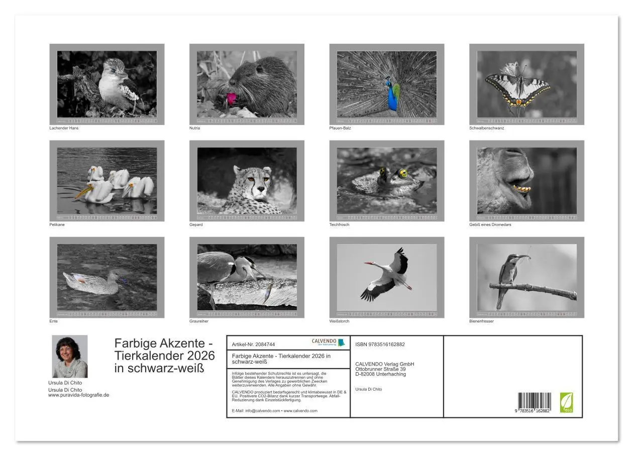 Bild: 9783516162882 | Farbige Akzente - Tierkalender 2026 in schwarz-weiß (Wandkalender...