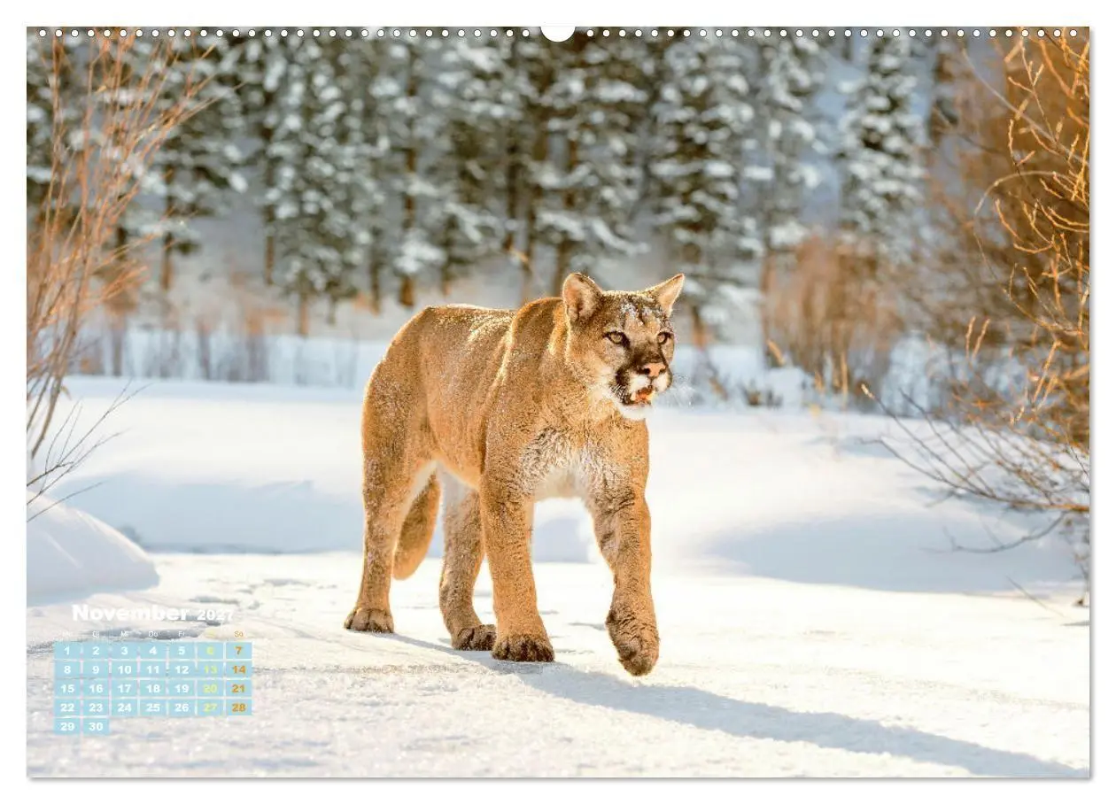 Bild: 9783569182882 | Puma: Auf leisen Pfoten (Wandkalender 2027 DIN A2 quer), CALVENDO...