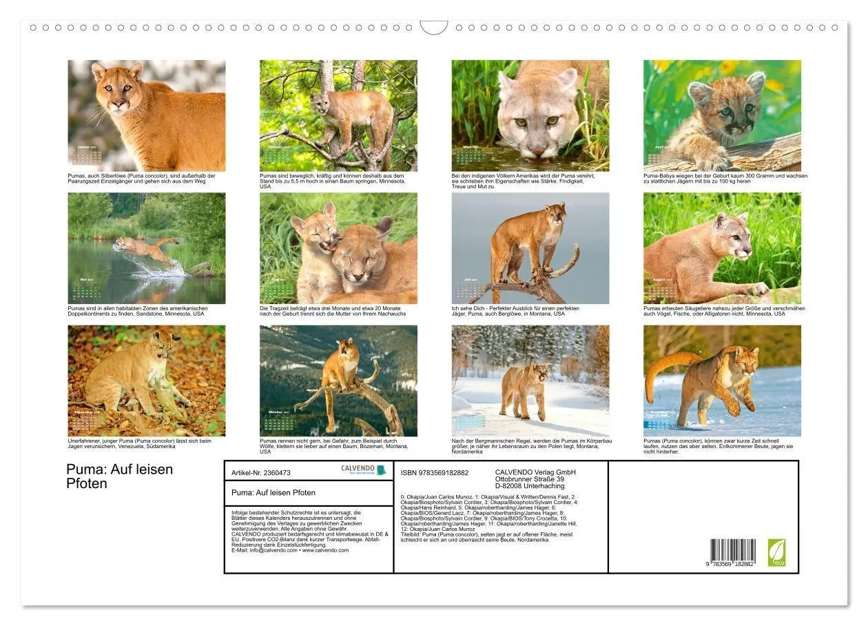 Bild: 9783569182882 | Puma: Auf leisen Pfoten (Wandkalender 2027 DIN A2 quer), CALVENDO...