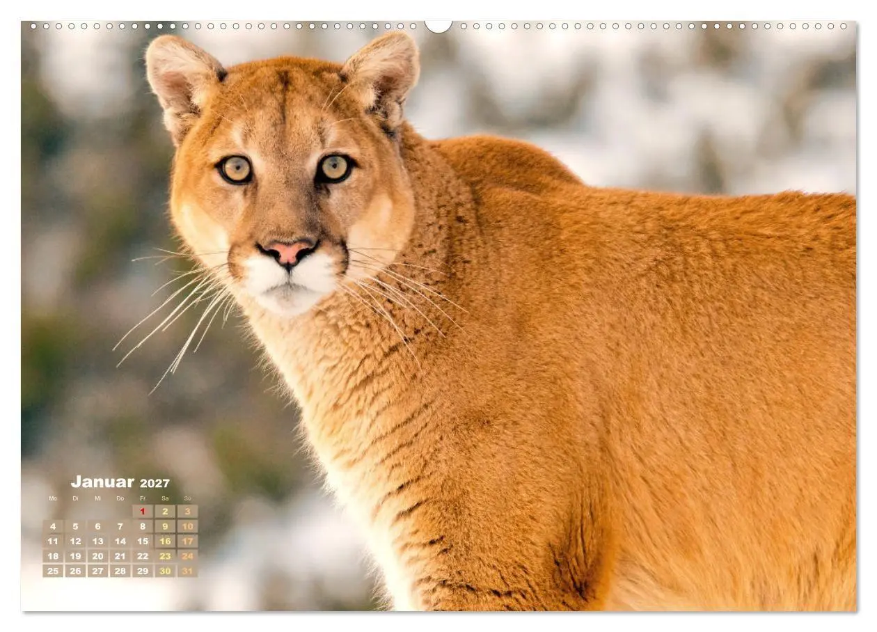 Bild: 9783569182882 | Puma: Auf leisen Pfoten (Wandkalender 2027 DIN A2 quer), CALVENDO...