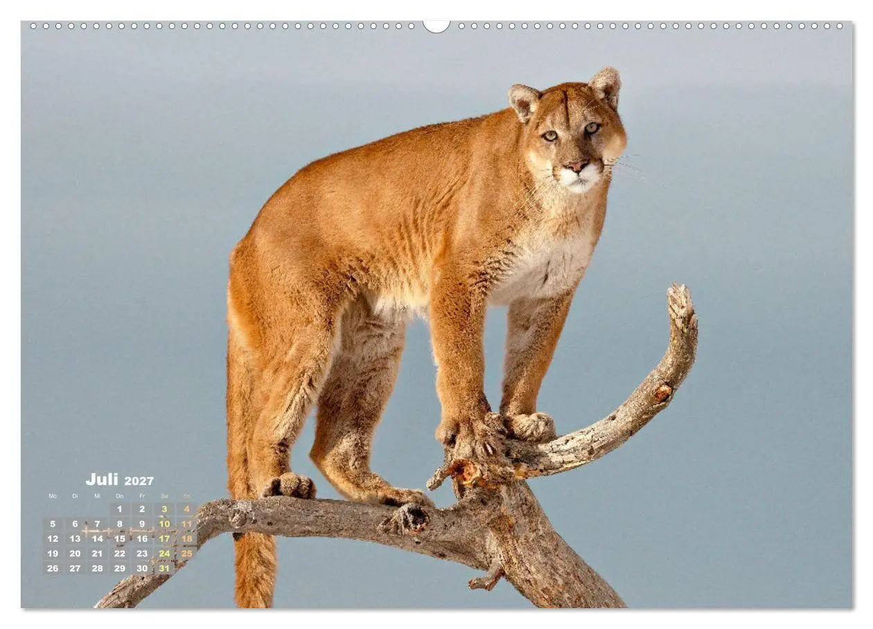Bild: 9783569182882 | Puma: Auf leisen Pfoten (Wandkalender 2027 DIN A2 quer), CALVENDO...