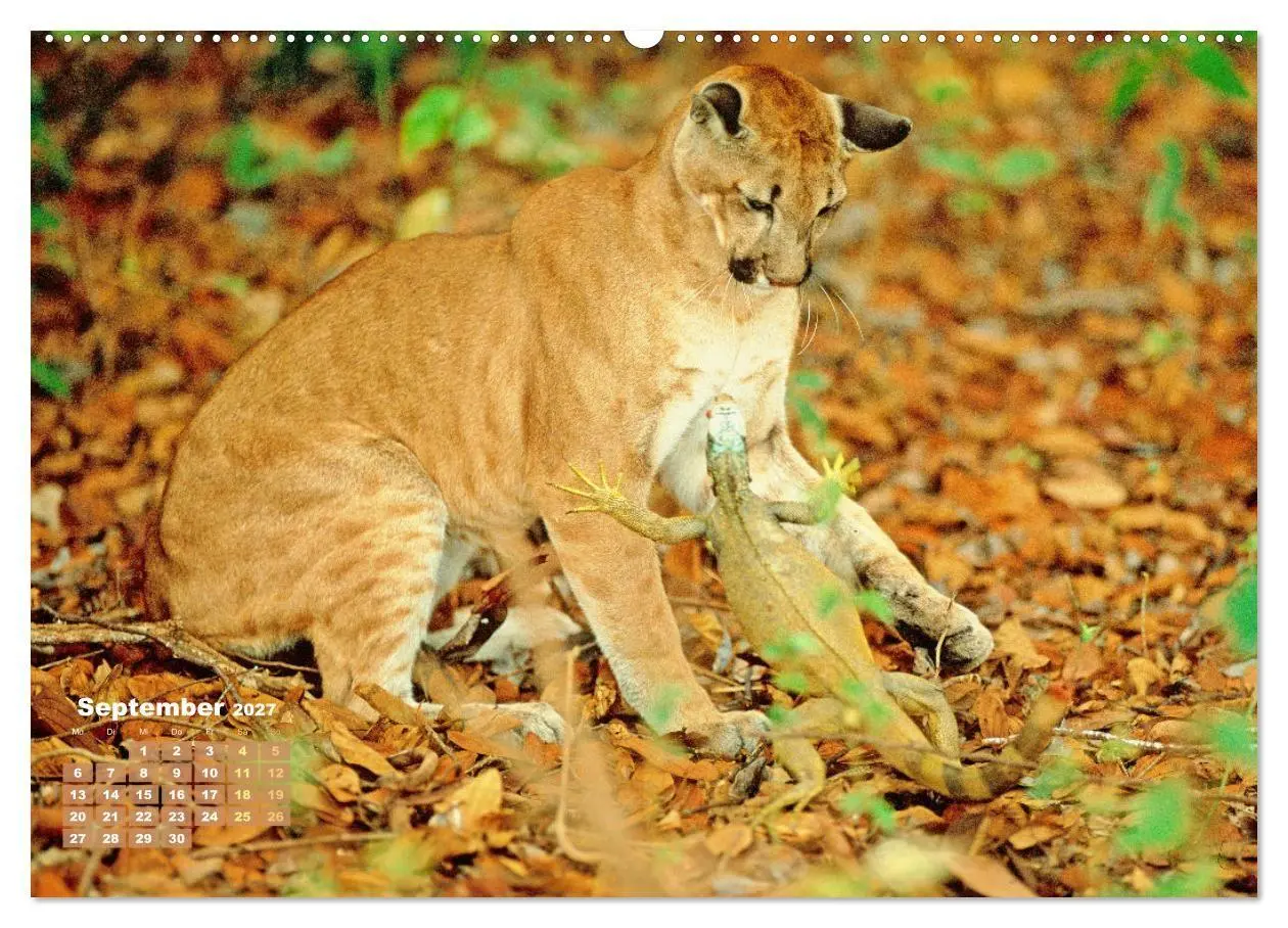Bild: 9783569182882 | Puma: Auf leisen Pfoten (Wandkalender 2027 DIN A2 quer), CALVENDO...