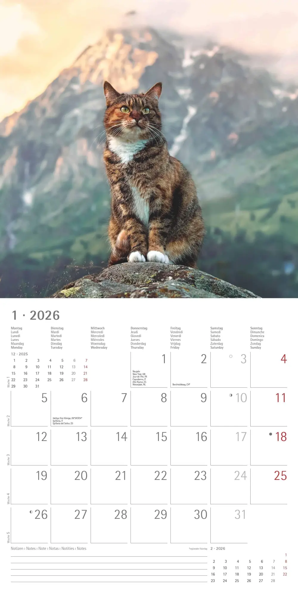 Bild: 4069095002982 | Katzen 2026 - Broschürenkalender 30x30 cm (30x60 geöffnet) -...