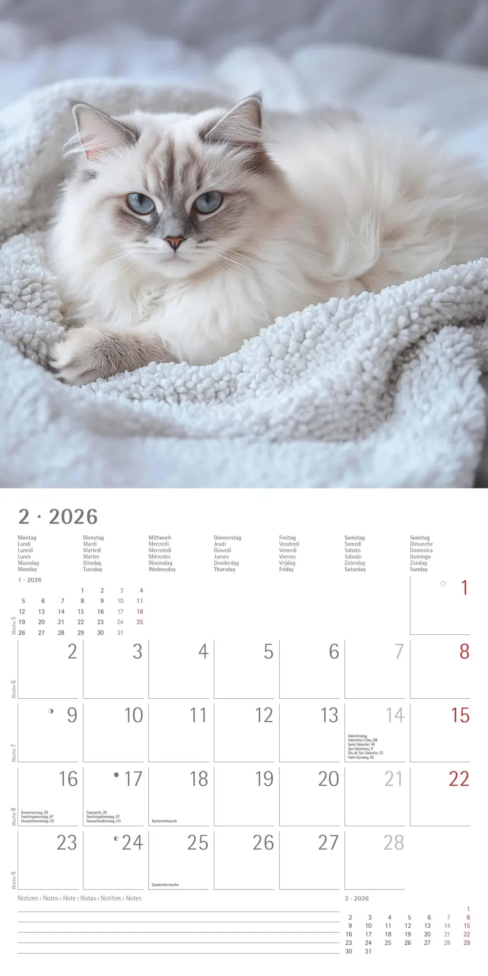 Bild: 4069095002982 | Katzen 2026 - Broschürenkalender 30x30 cm (30x60 geöffnet) -...