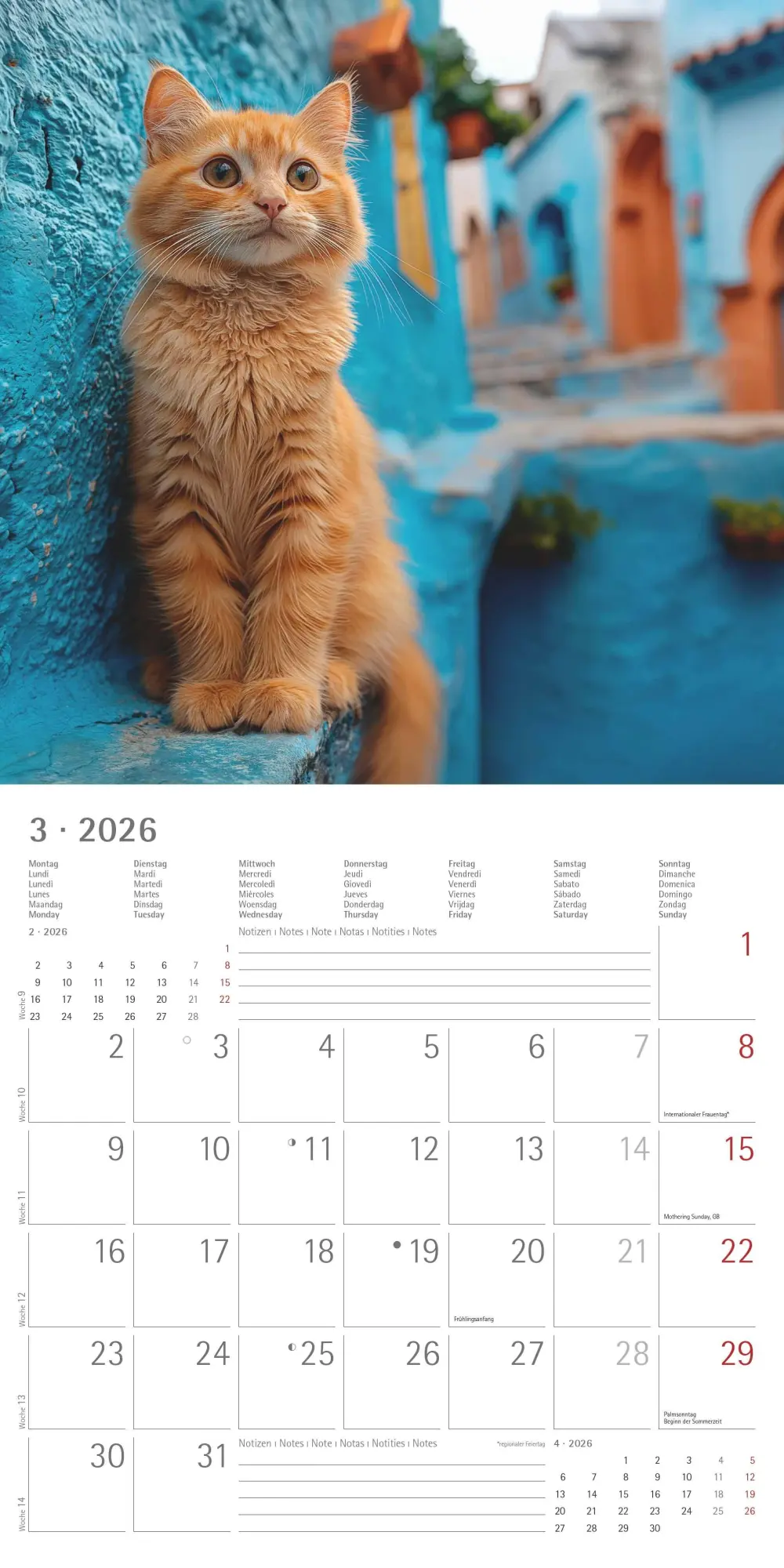 Bild: 4069095002982 | Katzen 2026 - Broschürenkalender 30x30 cm (30x60 geöffnet) -...