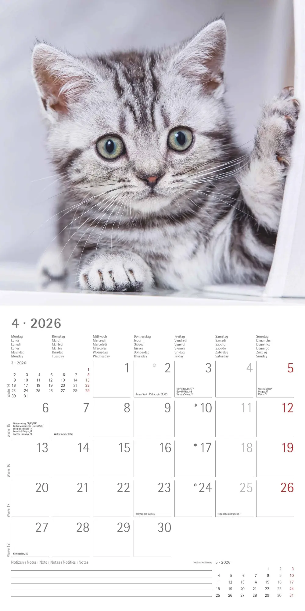 Bild: 4069095002982 | Katzen 2026 - Broschürenkalender 30x30 cm (30x60 geöffnet) -...