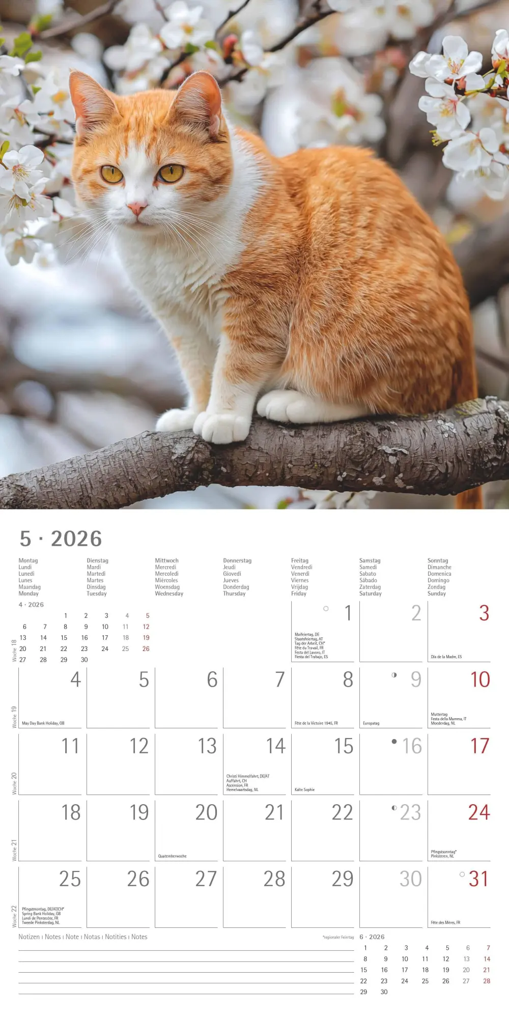 Bild: 4069095002982 | Katzen 2026 - Broschürenkalender 30x30 cm (30x60 geöffnet) -...